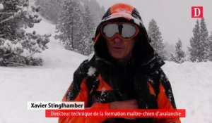 Pyrénées : à l'école des chiens d'avalanche