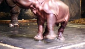 Bébé rhinocéros joue sous la douche