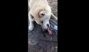 Un chien se retrouve la langue collée sur une plaque d'égout gelée