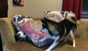 Un chiot huskie empêche un chat de dormir