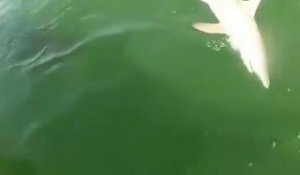 Un requin ce fait avaler par un monstre marin énorme : mérou géant - Scène surréaliste