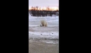 Un ours polaire et un chien jouent ensemble