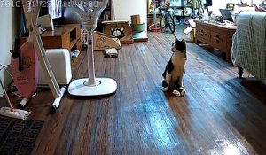 Il filme la réaction de son chat paralysé quand il rentre à la maison !