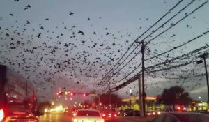 Invasion d'oiseaux au Texas