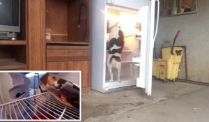 Malin et affamé ce chien ouvre le frigo et vole la pizza !