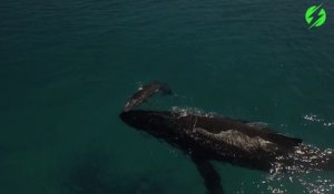 Les images magnifique d'un baleineau jouant avec sa maman en pleine mer