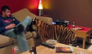 Il a un tigre chez lui dans son appartement