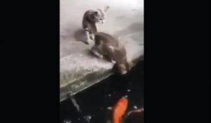 Un brochet saute hors de l'eau et embarque un chat...