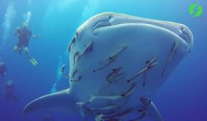 Des plongeurs nagent avec cet énorme requin baleine... Experience inoubliable