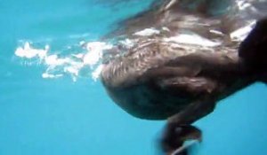 Des cormorans détachent des rémoras de la peau d'un requin-baleine