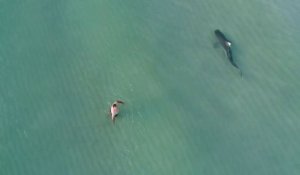 Un drone filme un requin au milieu des nageurs (Miami)