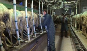 Pays Basque: face à la crise du lait, des éleveurs s'organisent