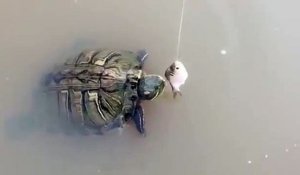 Cette tortue trop lente se fait voler son repas par un poisson malin