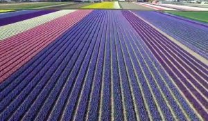 Il survole les champs de tulipes aux Pays-Bas et c'est juste MAGNIFIQUE