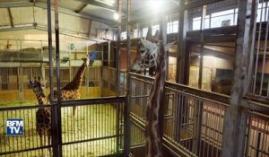 Vague de froid: comment les animaux du zoo d'Amnéville sont-ils protégés