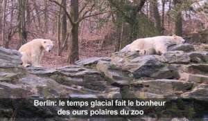 Berlin: les ours polaires du zoo profitent du temps glacial