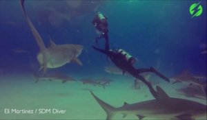 Ce plongeur stoppe un enorme requin tigre sur le point de mordre un autre plongeur
