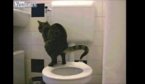 Ce chat a appris à se servir des toilettes !