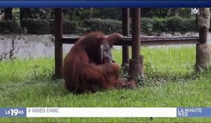 La vidéo d'un orang-outan fait un bad buzz sur le web ! Découvrez pourquoi