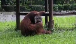 Cet orang-outan fume la cigarette d'un visiteur du zoo