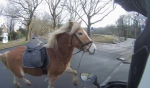 Un scootériste aide une cavalière à rattraper son cheval en fuite (Pays-Bas)