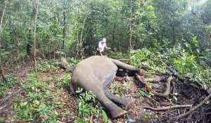 Une caméra filme le réveil acharné d'un éléphant endormi !