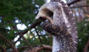 Des touristes filment un python qui dévore un opossum