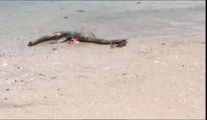 Le monstre du Loch-Ness retrouvé mort aux Etats-Unis ?