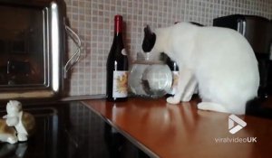 Installation D Un Aquarium Devant Des Chats Trop Curieux Sur Orange Videos