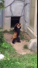 Debout Ce Panda Rouge A Peur D Un Rocher Sur Orange Videos