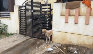 Ils trouvent un chien coincé dans un portail et essaient de le sortir de là