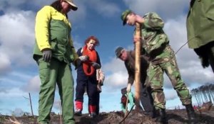 Portugal : une forêt renaît de ses cendres