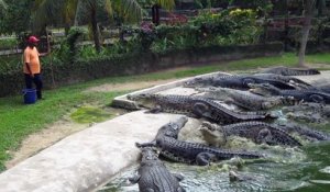 L'heure du diner pour ces dizaines de crocodiles - Langkawi Crocodile Farm