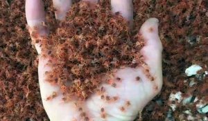 Incroyable, des millions de crabes rouges sortent de la mer en même temps !