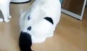 Cet Elephant Vient Separer 2 Autruches Qui Se Battent Le Pacificateur Sur Orange Videos