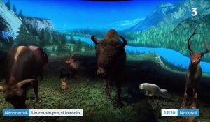 Histoire : l'homme de Néandertal au musée de l'Homme