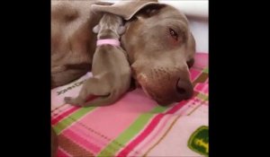 Ce petit chiot se place sous l'oreille de sa maman pour s'endormir