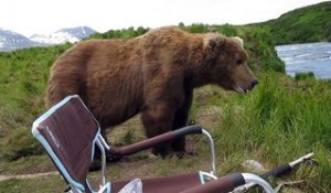 Improbable : quand un ours s'assoie à côté de ce photographe