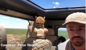 Un guépard rentre dans sa voiture pendant qu'il fait un safari