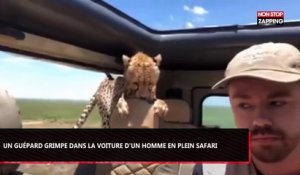 Tanzanie : Un guépard monte dans la voiture d’un homme en plein safari (Vidéo)