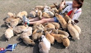 Okunoshima - L'île aux lapins pour passer la journée à les câliner