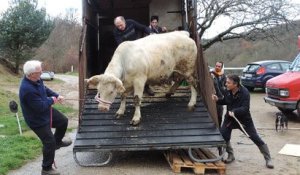 Ardèche: quatre vaches sauvées de l'abattoir