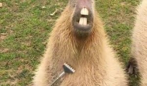 Gratter le ventre d'un capybara