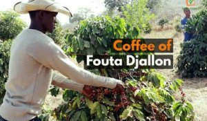 Guinea: Coffee of Fouta Djallon