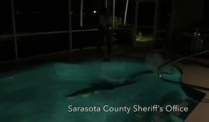 Un alligator s'invite dans la piscine familiale - VIDEO