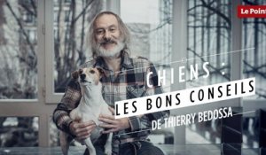 Thierry Bedossa : Choisir un chien de race ou un chien croisé ?