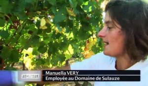 VUE D'ICI : Vue d'ici : Vendanges tardives et Joutes Provençales