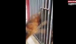 Un chien fait tout son possible pour ouvrir une cage et rejoindre son amoureuse (Vidéo)