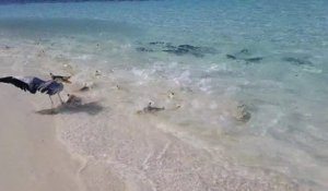 Des dizaines de petits requins viennent manger en bord de plage aux Maldives