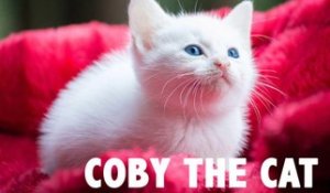 Coby : ce chat aux yeux bleus va vous faire craquer !
